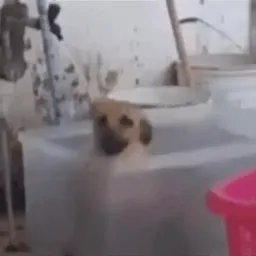 :Happydog: