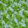 Photo de profil de chloroplaste