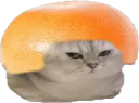 :chatbrushingpamplemousse:
