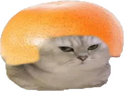 :chatbrushingpamplemousse: