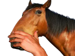 :chevalmain: