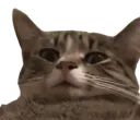 :chat_wtf_nobg: