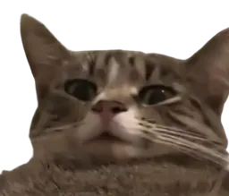 :chat_wtf_nobg: