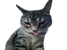 :CS_Langue: