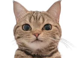 :Cutecat: