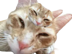 :Double_chat: