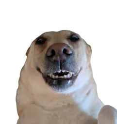 :Labrador: