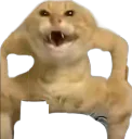 :Chat_sumo: