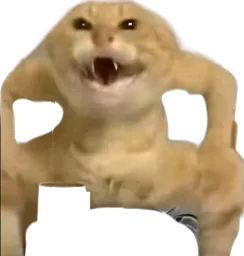 :Chat_sumo: