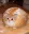 Photo de profil de Chrysantheme