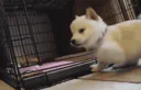 :Chien_calin: