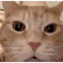 :chayaaa: