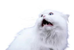 :Chat_horrible_choc: