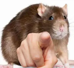 :rat_doigt: