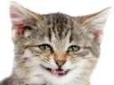 :cat_silly: