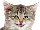 :cat_silly: