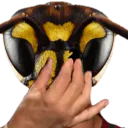 SucerUnFrelon