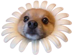 :spitz_fleur: