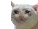 :chat: