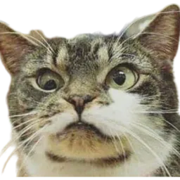 :Chat_segpa: