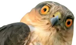 :Faucon_con: