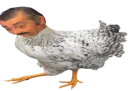 :Poule_cuck:
