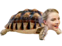 :AnyaTurtle:
