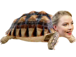 :AnyaTurtle: