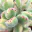 Photo de profil de Cotyledon