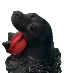 :Phoquedamour:
