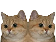 :chat_double: