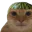 Photo de profil de ChatFouroumeur