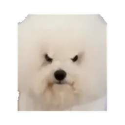 :Chientourne: