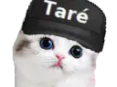 :Chat_tarer: