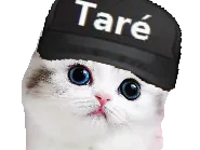 :Chat_tarer: