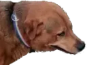 :chienlapin: