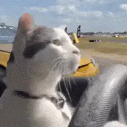 :Chat_drift: