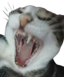 :chat_SPP: