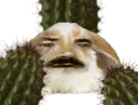 :lapincactus: