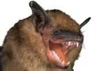 :chauve-souris: