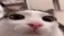 :plink_big: