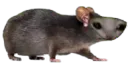 :iiii: