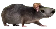 :iiii: