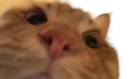 :Chat_zoom1: