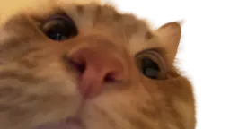 :Chat_zoom1: