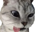 :Chat_cash_: