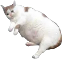 :Gros_chat: