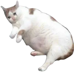 :Gros_chat: