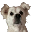 :polardog: