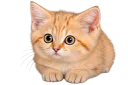 :Chat_desert_peur: